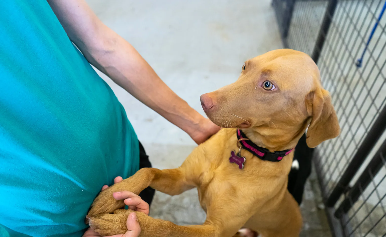 Dog holding hands with staff member